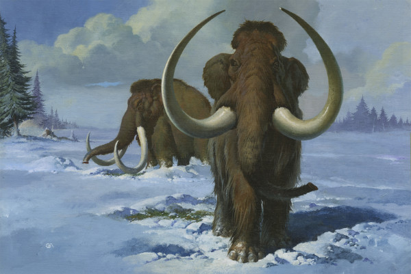 Ginos Mammoths